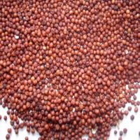 Red Millet Seeds 