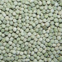  100% Organic Fresh Yellow peas, Whole Yellow Peas, Yellow Split Peas for sale