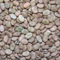 Top Grade Broad beans/ Fava beans