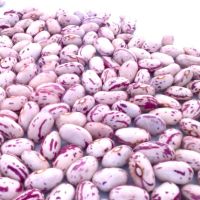  Light Speckled Kidney Beans / Pinto Beans / Sugar Beans