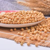 Wholesale Dried Yellow Soybean Seeds