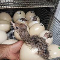 Healthy Ostrich Chicks and Fertile Eggs