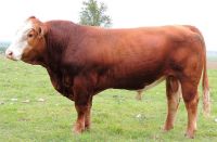 Quality Live Dairy Cows : Pregnant Holstein Heifers , Simmental Dairy Cattle , Angus Bulls