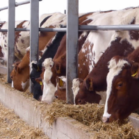 Live Friesian Holstein Heifers Pregnant Cow
