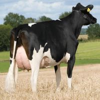 Strong and Healthy Live Friesian Holstein Heifers Cows