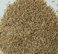 Good quality Zoysia Grass Seeds