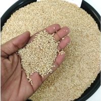 Sesame Seed Natural/Hulled And Sudani sesame seed