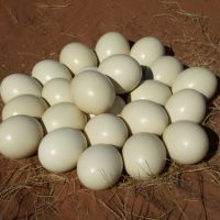 Wholesale Fertile Ostrich Eggs / Ostrich chicks 