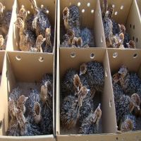 Sales!! Healthy Ostrich Chicks and Fertile Eggs