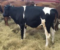 Pregnant Dutch Holstein Heifers Cows / Holstein Heifers / Friesian Live Dairy Cow