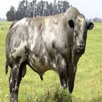 Livestock Fattening Beef Bulls/Hereford /Charolais /Limousin /Belgian Blue
