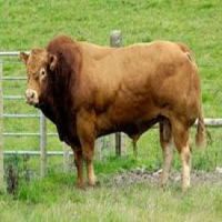 Hereford /Charolais /Limousin /Belgian Blue /Aberdeen Angus