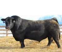 Belgian Blue cattle