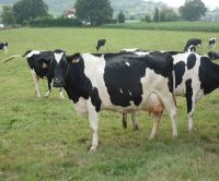 Highly Pregnant Dutch Holstein Heifers cows / Friesian cattle