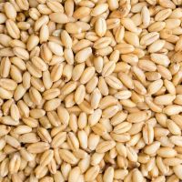 100% Organic long Wheat grain Lowest Market price