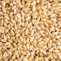 Best price Wheat Grain 