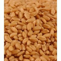 Top Quality Semolina Durum Wheat 