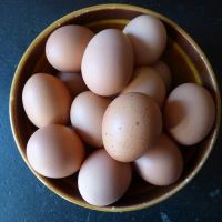 Best Quality Organic Fresh Chicken Table Eggs available