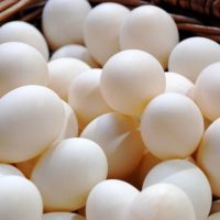 Best Quality Organic Fresh Chicken Table Eggs