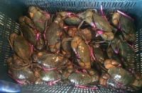 Live Blood Clams, Mud Crabs, Lobster, Coconut Crabs, Giant Crabs, Seafood