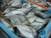 Frozen Butterfish in Fresh Seafood (POMPANO) 80-100g, Tilapia Fish