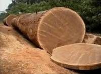 Timber Logs, Bubinga Wood, Tali Woods, African Timber Woods Timber Logs, Bubinga Wood, Tali Woods