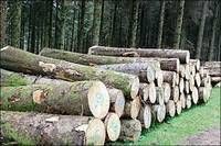 Timber Logs, Bubinga Wood, Tali Woods, African Timber Woods