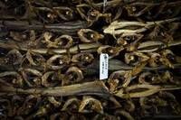 stockfish, cod fish, dried stockfish, fish