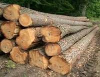 teak Timber Wood