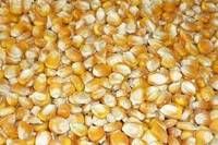 Yellow Corn