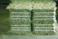 Quality Alfafa Hay for Animal Feeding Stuff Alfalfa / Alfalfa Hay / Alfalfa Hay
