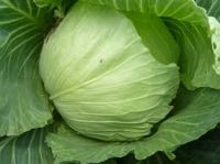 fresh cabbages,  garlics, onions, tomatoes, 