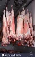 Lamb carcasses