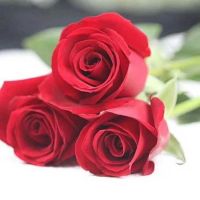 Direct Farm Supply Wholesale Fresh Flower Carola Rose