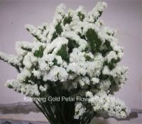 High Quality Salable Bouquet Fresh Cut Flowers White and Light Purple Statice