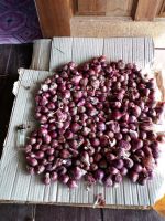 Thailand shallot