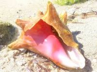 Conch Shells for Calcium Carbonite CaCo3