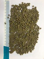 MUNG BEAN