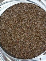 Cassia tora seeds