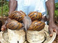 Giant African Land Snail