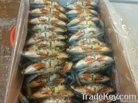 Frozen USA Blue Crab with Roe/Egg