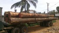 Tali Logs/Tali Round Logs, Tali Logs Suppliers/Tali Wood Logs