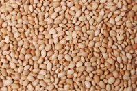 Good Quality Soyabean