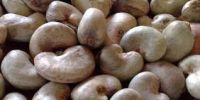 Good Quality Cashew nuts