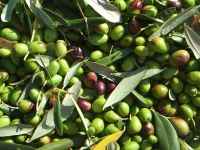 Fresh Olives