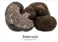 Fresh Black Winter Truffle (Tuber Brumale/ Invernale)