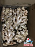 VIETNAM FRESH GINGER ( Ms Ruby +84 342828779)