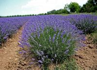 Lavender pure essential oil