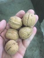 walnut in shell