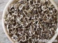 Moringa Seeds